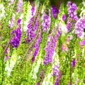 Kijk, geniet & bewonder......<br />BELEEF DE NATUUR! Wat zie ik precies?