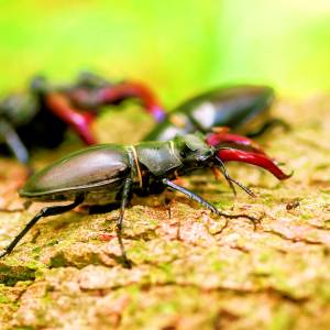 Kijk, geniet & bewonder......<br />BELEEF DE NATUUR! Wat zie ik precies?