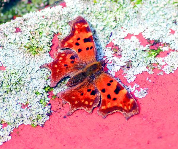 Kijk, geniet & bewonder...... BELEEF DE NATUUR! Wat zie ik precies?