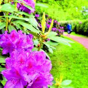 Fietsroute door Rhododendronlaan in De Lutte